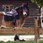 Zwei Ponys mit Ponysätteln stehen bei einer Wiese.