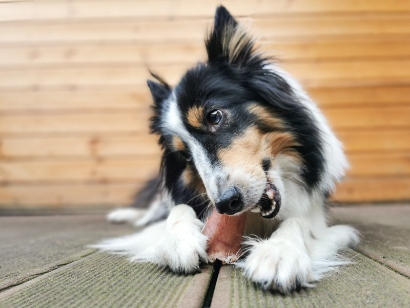 Schweineohren eignen sich für Hunde als eine natürliche Kaubeschäftigung
