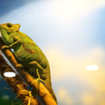terrarium-beleuchtung-chamaeleon