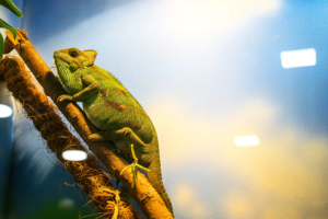 terrarium-beleuchtung-chamaeleon