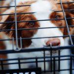 Hund sitzt in Transportbox fürs Auto