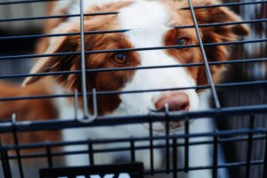 Hund sitzt in Transportbox fürs Auto