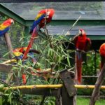 Beitragsbild Vogelvoliere