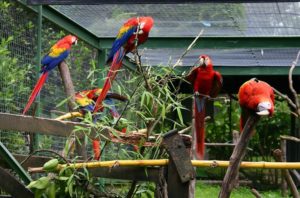 Beitragsbild Vogelvoliere