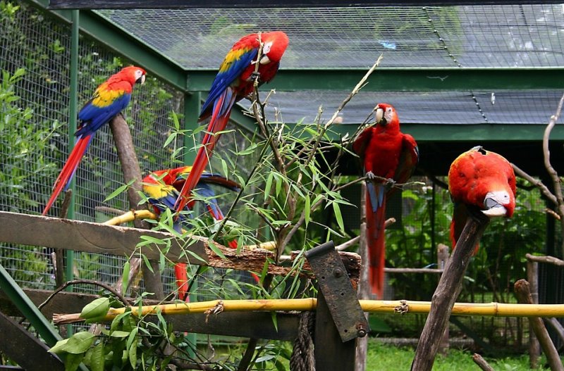 Beitragsbild Vogelvoliere
