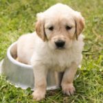 Golden Retriever Welpe im Futternapf