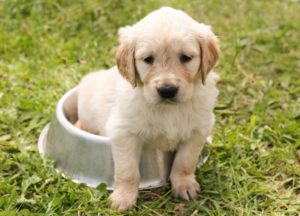 Golden Retriever Welpe im Futternapf