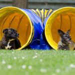 Zwei Hunde sitzen vor einem Agility Tunnel.