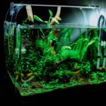 Beleuchtetets Aquarium in dunklem Zimmer.