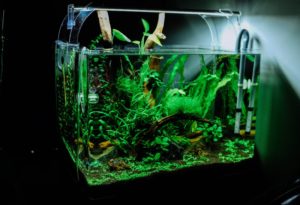 Beleuchtetets Aquarium in dunklem Zimmer.
