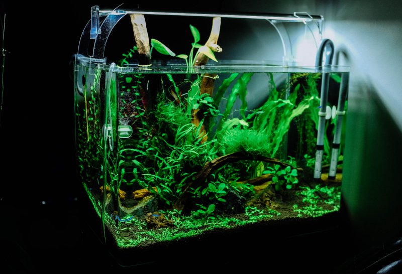 Beleuchtetets Aquarium in dunklem Zimmer.