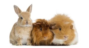 Kuschelbetten für Kaninchen, Meerschweinchen und Co.