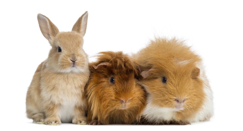 Kuschelbetten für Kaninchen, Meerschweinchen und Co.