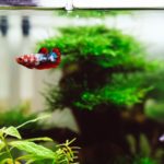 Guppy im Aquarium.