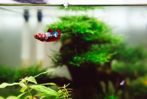 Guppy im Aquarium.