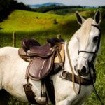 Baumloser Sattel auf Pferd