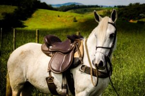 Baumloser Sattel auf Pferd
