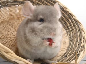 Chinchilla im Körbchen am fressen