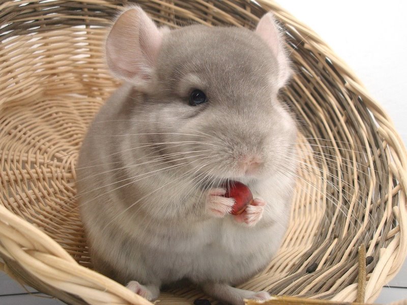 Chinchilla im Körbchen am fressen