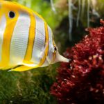 fischfutter für aquarienfische