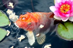 Fischfutter-Granulat für Teichfische