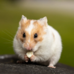 Hamstersnack für den Hamster