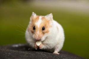 Hamstersnack für den Hamster