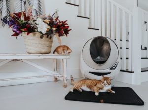 Katze liegt auf Katzenmatte vor Katzentoilette