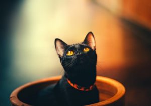 beitragsbild