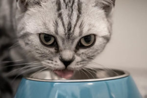 Katenfutter mit hohem Fleischanteil
