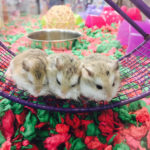 Laufräder für Hamster