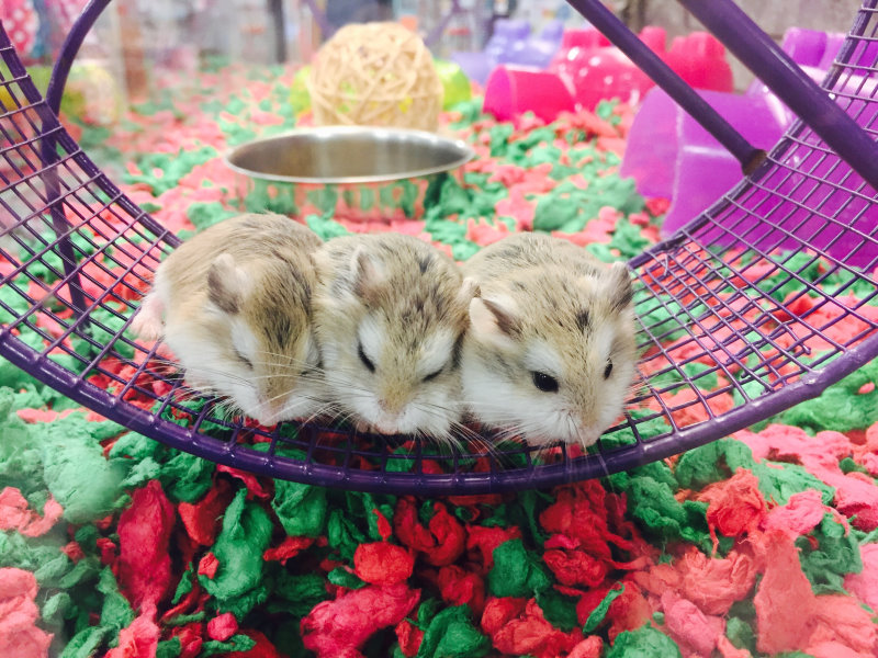 Laufräder für Hamster
