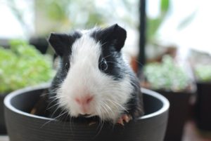 Meerschweinchen im Napf