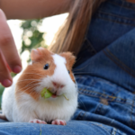 Meerschweinchen mit Blatt im Mund