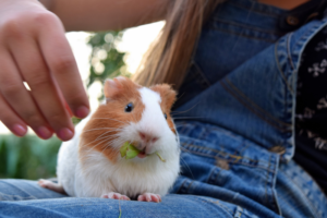 Meerschweinchen mit Blatt im Mund
