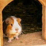 Nagerhaus für Meerschweinchen