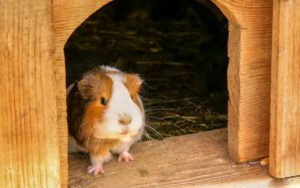 Nagerhaus für Meerschweinchen