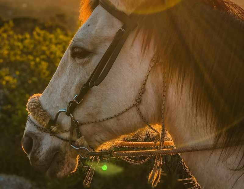 Pferd mit gebissloser Trense