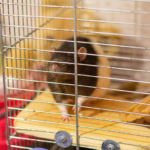 rattengehege-ratte
