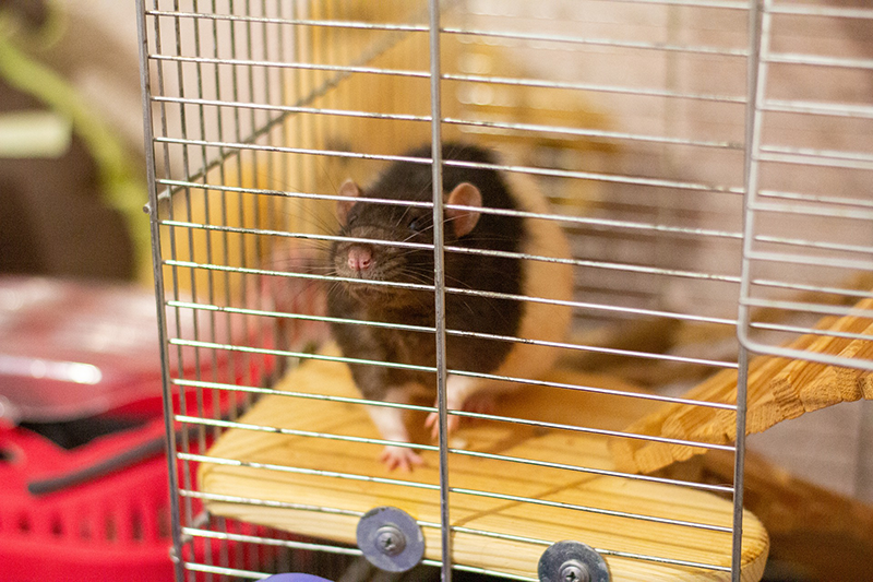 rattengehege-ratte