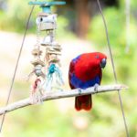 Vogel auf einem Ast mit Spielzeug für Vögel