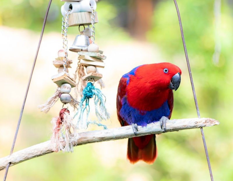 Vogel auf einem Ast mit Spielzeug für Vögel