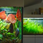 Stroemungspumpe im Aquarium