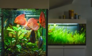Stroemungspumpe im Aquarium