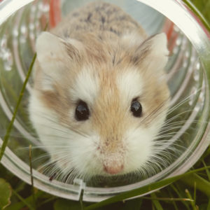 Hamster in Transportbox