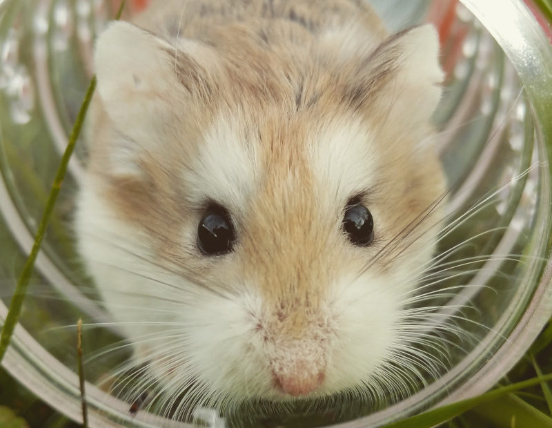Hamster in Transportbox