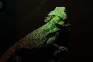 Grüne Exe sonnt sich in Lichtkegel. Dunkler Hintergrund