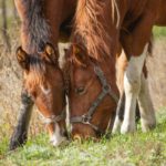 Zwei Pferde am Grasen mit Trensenzaum