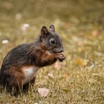 Eichhörnchen frisst eine Nuss