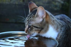 Eine Katze ist am trinken